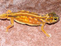 Nephrurus deleani